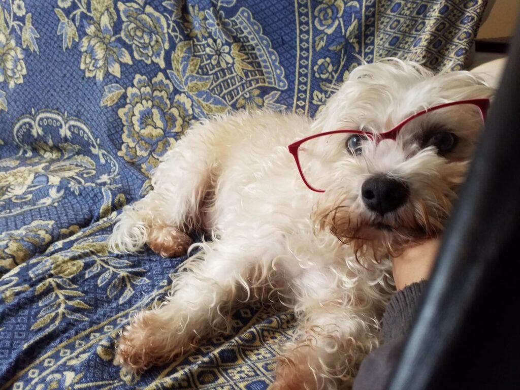 Mikessuel Antônio, vulgo Mike, meu cachorro branco, peludo, de óculos rosa deitado no sofá, para você relaxar o corpo enquanto lê.